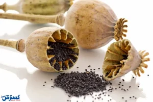 کشت خشخاش در ایران دوباره بر سر زبان ها افتاد کشت خشخاش در ایران دوباره بر سر زبان ها افتاد