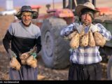40 درصد صرفه‌جویی آب در تولید چغندر قند با کشت پاییزه