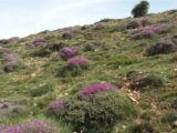 تشدید نظارت بر مراتع با افزایش قیمت خوراک دام