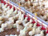 150 میلیون قطعه جوجه ریزی انجام شد