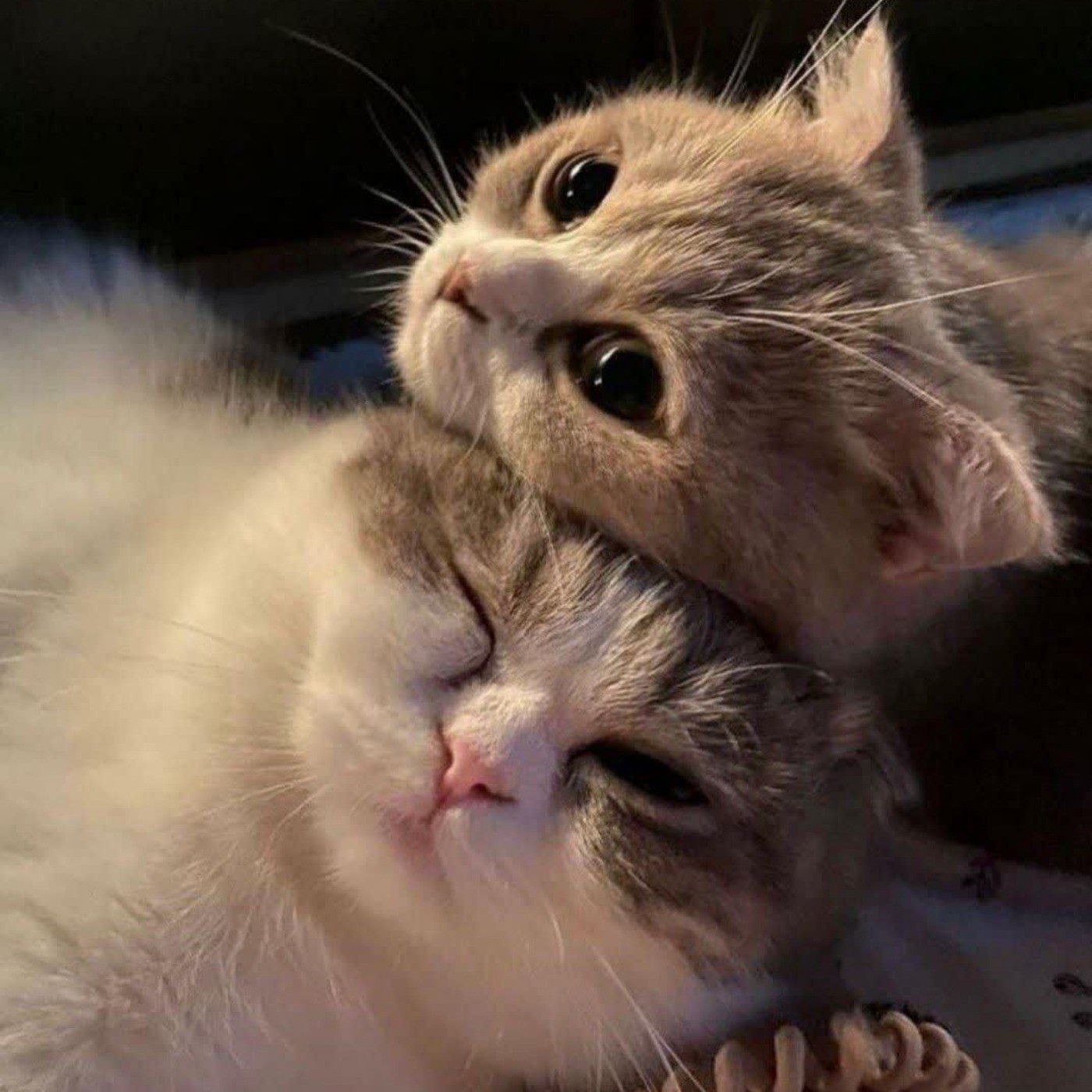 حقوق مصرف کنندگان در خرید غذای گربه