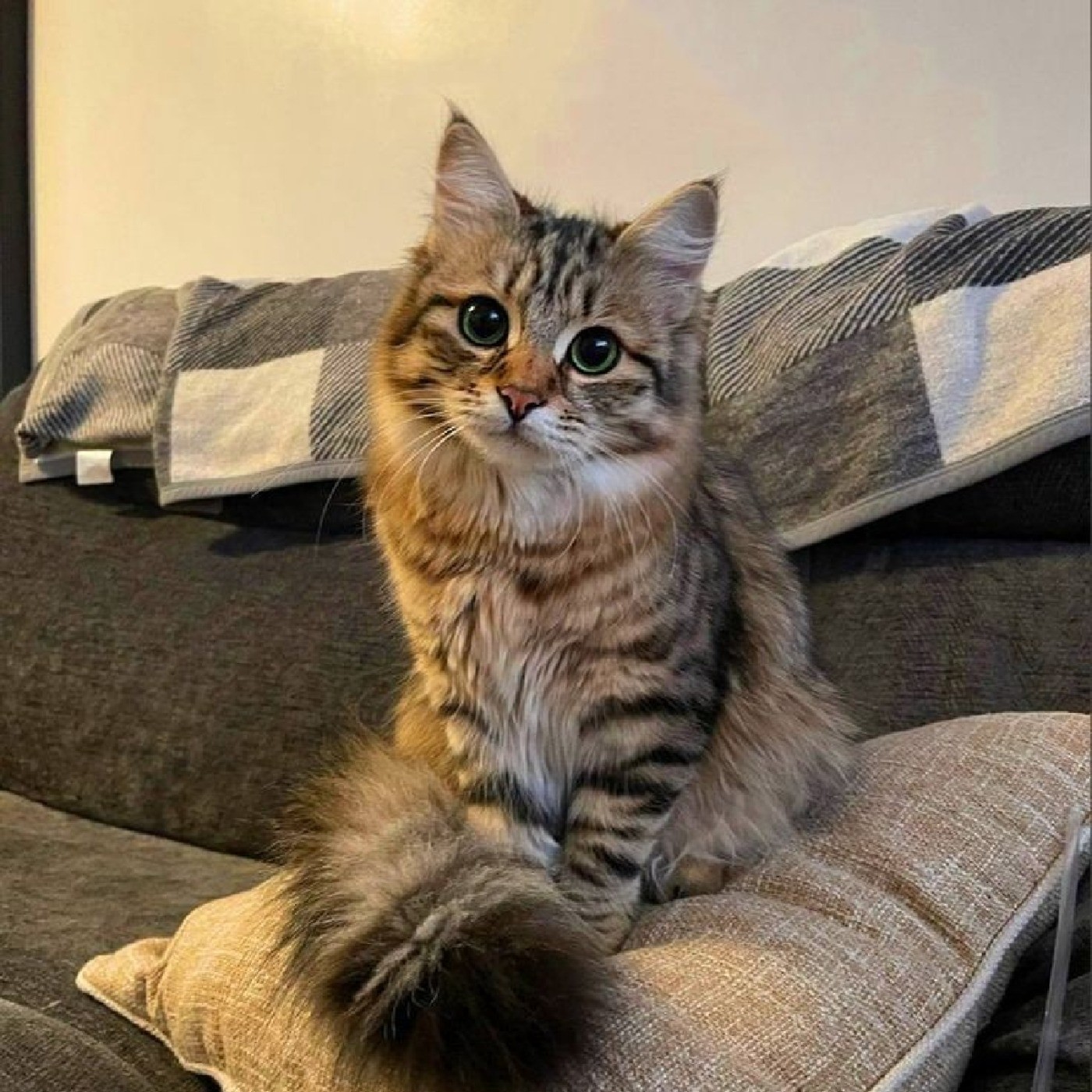 حقوق مصرف کنندگان در خرید غذای گربه