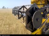 آغاز برداشت گندم در 6 استان کشور