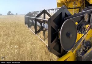 آغاز برداشت گندم در 6 استان کشور