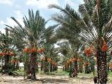 آیین‌های سنتی نخل‌داران سیستان و بلوچستان؛ پیوند طبیعت با فرهنگ بومی