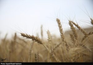 ارز واردات گندم دوباره 28500 تومان شد