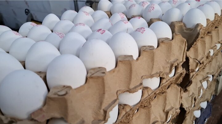 تغییر بسته‌بندی تخم‌مرغ، روش محتکران برای دور زدن نرخ مصوب