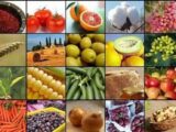جهش تولید کشاورزی به 130 میلیون تن در سایه جنگ و خشکسالی