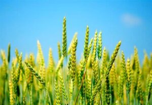 خرید تضمینی گندم از هفته آینده آغاز می‌شود