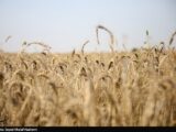 طرح اعتباری گندم برای کاهش فشار مالی گندمکاران اجرا شد
