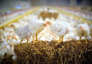 نشانه‌های تعادل در صنعت مرغ از اردیبهشت