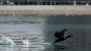 هجوم «پشه‌های یک‌روزه» به چیتگر/ ماجرا چیست؟