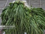 کشف و توقیف محموله گیاهان خوراکی غیرمجاز در دیواندره