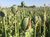 کشف ۴۳ کیلوگرم غوزه خشخاش و انهدام یک حلقه تولید تریاک در پیشوا