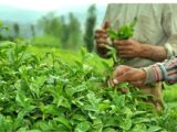 600 میلیارد تومان از مطالبات چایکاران پرداخت شد