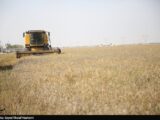 آمادگی 500 هزار میلیارد تومانی برای خرید تضمینی گندم در 1405