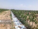 انجام مالچ کشی پلاستیکی در سطح ۳ هکتار باغات پسته دامغان