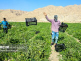 پاسخ صرفه‌جویانه کشاورزی خراسان رضوی به کم‌آبی و گرانی