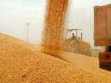 پرداخت 50 درصد پول گندمکاران از شنبه