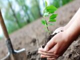 کاشت ۱۰۰ اصله نهال به نام نوزادان