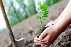 کاشت ۱۰۰ اصله نهال به نام نوزادان
