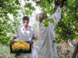 برداشت بیش از ۷ هزار تن زردآلو از باغات تفتان