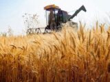 بازار غلات در آستانه تغییر توازن؛کاهش تولید صادرکنندگان بزرگ، زنگ خطر برای امنیت عرضه گندم