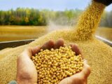ثبت سفارش واردات پنج کنجاله از ۹ شهریورماه آغاز می‌شود