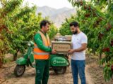 وقتی عناصر غذایی در اختیار گیاه هستند، اما جذب نمی‌شوند؛ نقش اسید فولویک در تغذیه بهتر گیاه