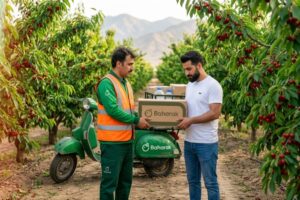وقتی عناصر غذایی در اختیار گیاه هستند، اما جذب نمی‌شوند؛ نقش اسید فولویک در تغذیه بهتر گیاه