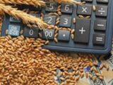 خرید گندم توسط دلالان تا ۶۰ هزار تومان در مناطق مرزی