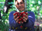 صادرات جهانی گیلاس به ۵.۸۵میلیارد دلار رسید؛ ایران در جایگاه ۳۲ صادراتی